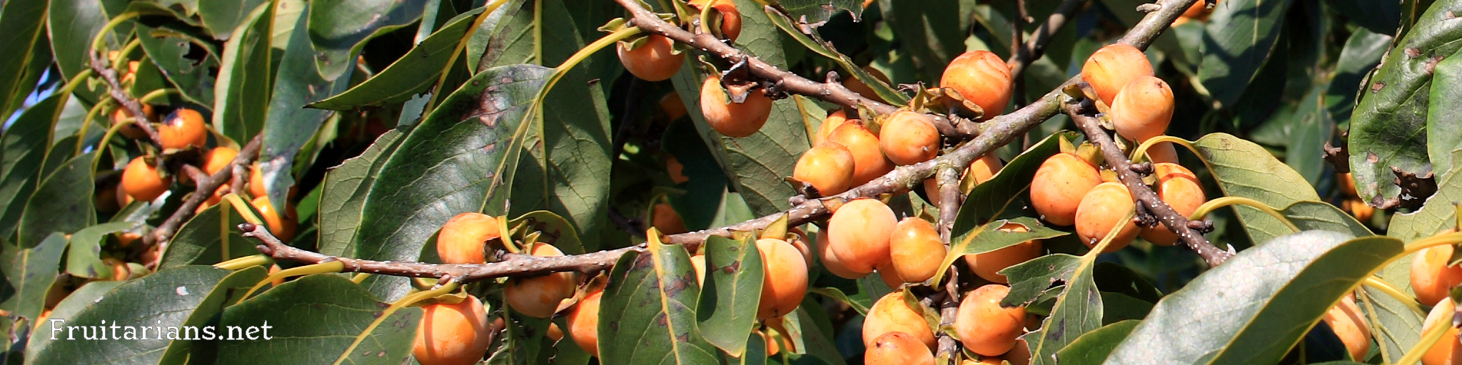 Lotus Tree Fruits